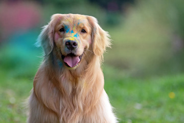 Golden Retriver dog in the park with his tongue out, happy, playing and dirty with paint