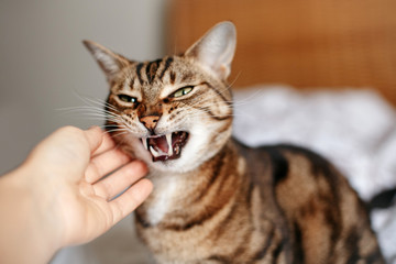 Man woman petting stroking hissing angry tabby cat. Relationship of owner and domestic feline...