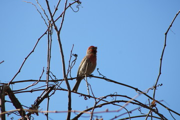 sparrow on branch