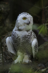 Fototapeta premium Hibou harfang, ménagerie de jardin des plantes, paris