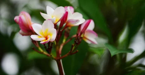 Foto op Canvas Colorful flowers.Group of flower.group of yellow white and pink flowers (Frangipani, Plumeria) White and yellow frangipani flowers with leaves in background.Plumeria flower blooming © tharathip