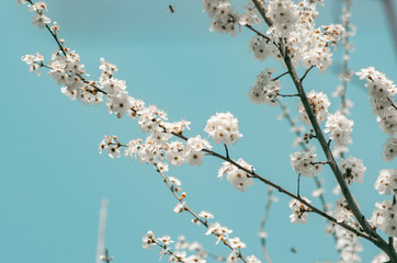 Fruit tree branches filled with an abundance of white blossoming flowers against blue sky