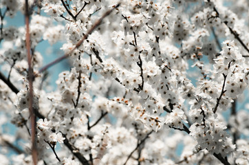 Fruit tree branches filled with an abundance of white blossoming flowers