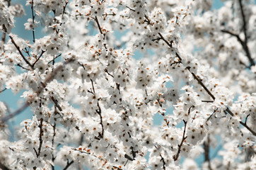 Fruit tree branches filled with an abundance of white blossoming flowers