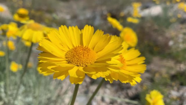 Yellow Desert Marigold Wildflowers