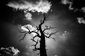 Dęby 2 © Bartłomiej Kosmatko