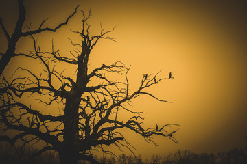 Drzewo, ptaki © Bartłomiej Kosmatko