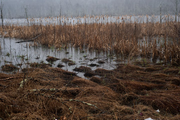 Swampy winter or spring landscape during a rain storm
