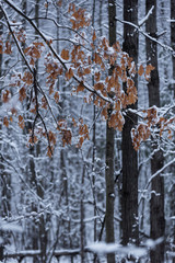 Freshly fallen snow in a forest