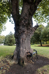 Hungry Tree, Dublin, Ireland