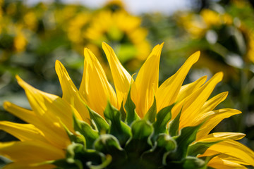 yellow sunflower petals