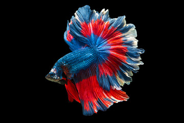 Exotic rhythmic motion movement luxury beautiful half moon long tail Betta,Siamese fighting fish Betta splendens, aggressive,(biting fish), aquatic animals, popular fish isolated on  black background.