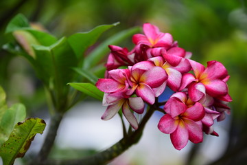 Colorful flowers in the garden.Plumeria flower blooming.Beautiful flowers in the garden	