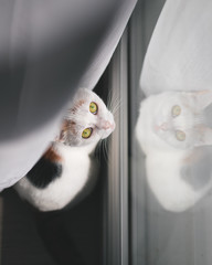 Chat qui regarde par la fenêtre