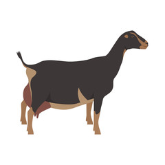 LaMancha goat Breeds of domestic farm animals Flat vector illustration Isolated object on white background