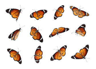 Set of many flying painted lady butterflies on white background
