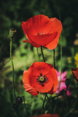 Obraz premium Close view of opium poppy blossom in a blurry background. Papaver somniferum, commonly known as the opium poppy or breadseed poppy, is a species of flowering plant in the family Papaveraceae.&nbsp;