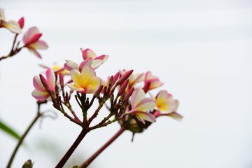 Colorful flowers in the garden.Plumeria flower blooming.Beautiful flowers in the garden