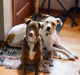 Two Dogs Sit by The Door Looking at the Camera