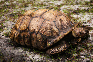 Turtle on the road