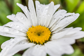 Fototapeta premium close-up of a daisy with dew drops