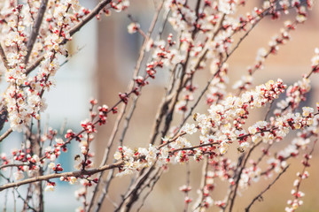 Flowers on the branches of an apricot tree. Spring blooms. Sunny day. Blurred background. Beautiful white flowers. Sun glare.