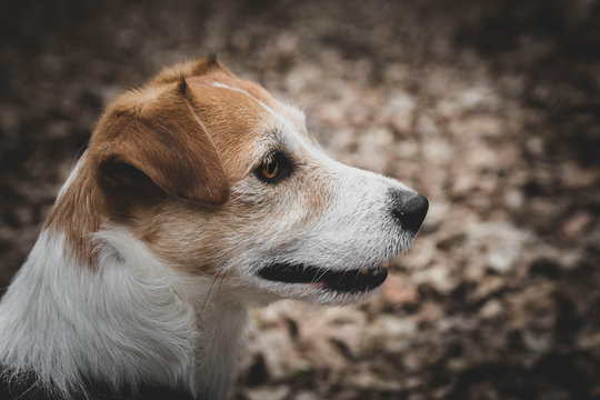 figiel jack russel terrier