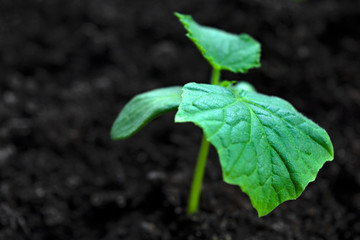 young green sprouts in the ground. Cucumber shoots. Green leaves. Black soil. Vegetable plants. Agricultural business. Free space for text. Blurred background.