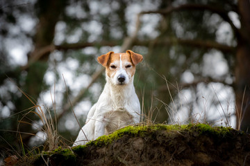 art jack russel terrier © Bartłomiej Kosmatko