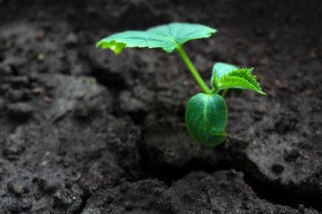 young green sprouts in the ground. Cucumber shoots. Green leaves. Black soil. Vegetable plants. Agricultural business. Free space for text. Blurred background.