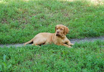 Tired face of dogue de bordeaux during rest