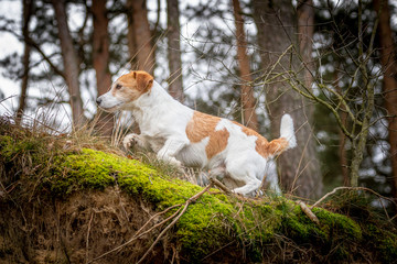 JRT jack russel terrier