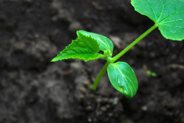 young green sprouts in the ground. Cucumber shoots. Green leaves. Black soil. Vegetable plants. Agricultural business. Free space for text. Blurred background.
