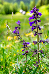 Close up on fresh blooming purple wildflower hidden in the grass meadow. Selective focus and blurred background.