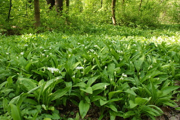 Carpet of blooming bear's garlic (Allium ursinum) in springtime forest