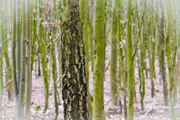 a tree stands out in a forest 