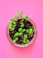 basil, young plant green seedlings, microgreens Menu concept. food background. top view copy space for text keto or paleo diets