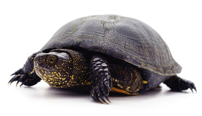 Wild black turtle.