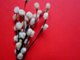 willow branch on a colored background for the palm Sunday holiday