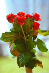 Luxurious red roses, a bouquet in a blue glass vase. Home decor. Gifts for women. Love