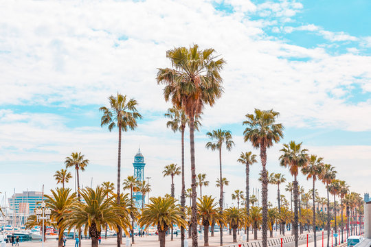 Barcelona palm trees on Barceloneta seaside walk - summer and travel background photo from Spain on a sunny day in Barcelona