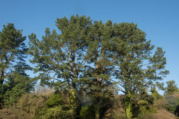 Green Foliage and Cones of an Evergreen Coniferous Monterey Pine Tree (Pinus radiata) Growing in a Garden in Rural England, UK
