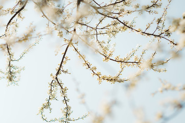 Fruit tree in bloom background