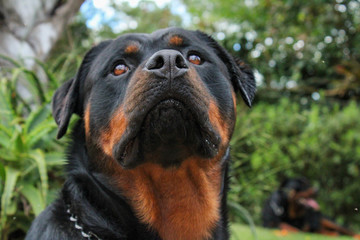 Obraz premium portrait of a dog