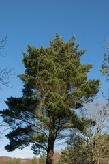 Green Foliage and Cones of an Evergreen Coniferous Monterey Pine Tree (Pinus radiata) Growing in a Garden in Rural England, UK