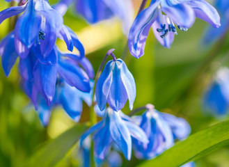 Cluster of blue siberian squill flowers, scilla siberica, shining in the sun