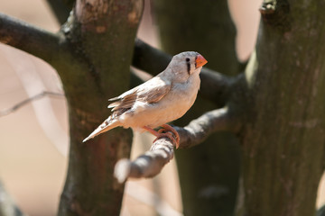 Zebra Finch (Zebrafink, Taeniopygia guttata) 