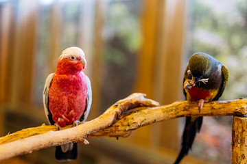 White and red Cockatoo of Cacatuidae parrot family, sitting on a perch in a large bird cage. Selective focus on bird with blurred background