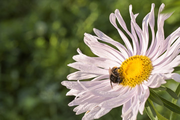 A bee on a pink and white chrysanthemum flower is looking for pollen, close-up on a green background