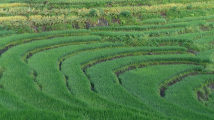 Paddy farming using the terracing method, one way to reduce erosion in mountainous areas